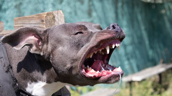 Teenagers Hospitalized After Dog Attack in Kuban - News Directory 3