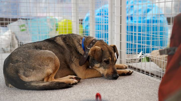 Пойдем домой: как помочь привыкнуть к новой семье питомцу, которого забрали из приюта Пойдем домой: как помочь привыкнуть к новой семье питомцу, которого забрали из приюта