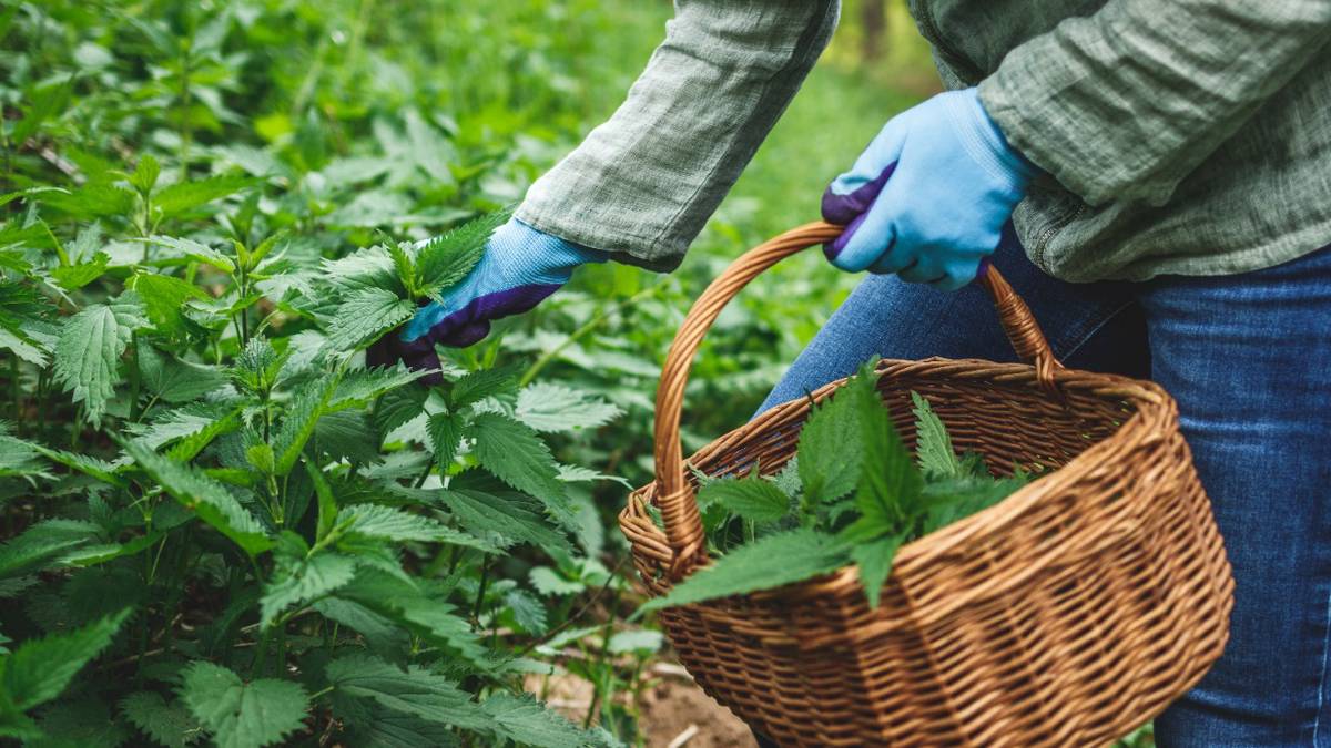 Агроном Коврижных назвала рецепт эффективного удобрения для томатов из крапивы