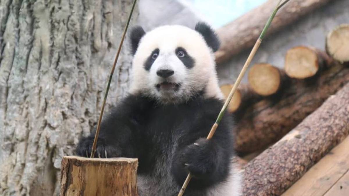 «Смелый шаг»: Московский зоопарк показал, как панда Катюша проползла под бревном