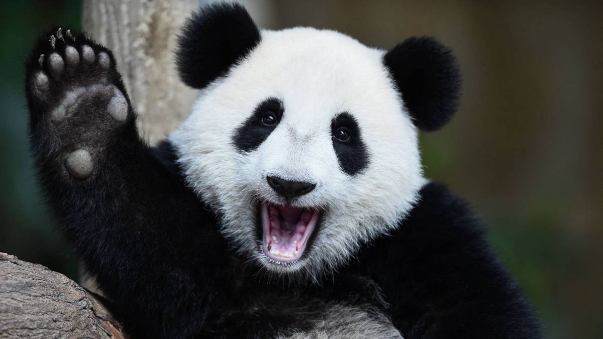 «Эксклюзивные малышки»: зоопарк Тайчжоу обхитрил посетителей с помощью необычных панд