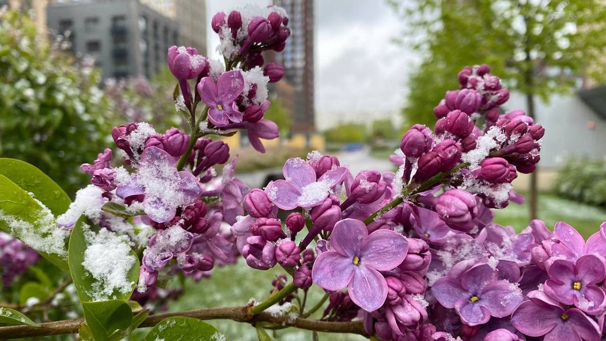 Минимальные объемы: садовод Воронова рассказала о спасении цветов после заморозков
