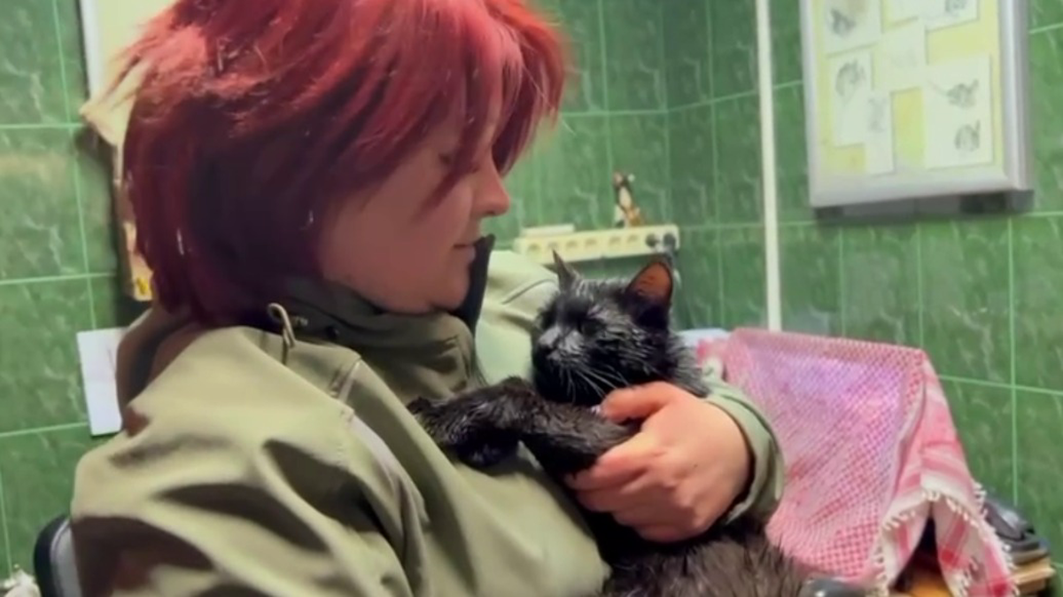 «Не знал, как спуститься»: кот застрял в вольере волков Московского зоопарка