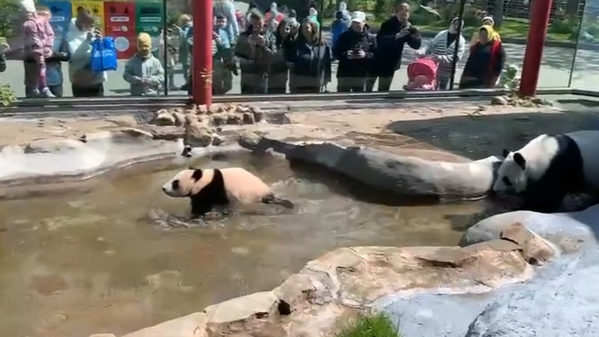 «Целое море»: Московский зоопарк показал купающуюся в бассейне панду Катюшу