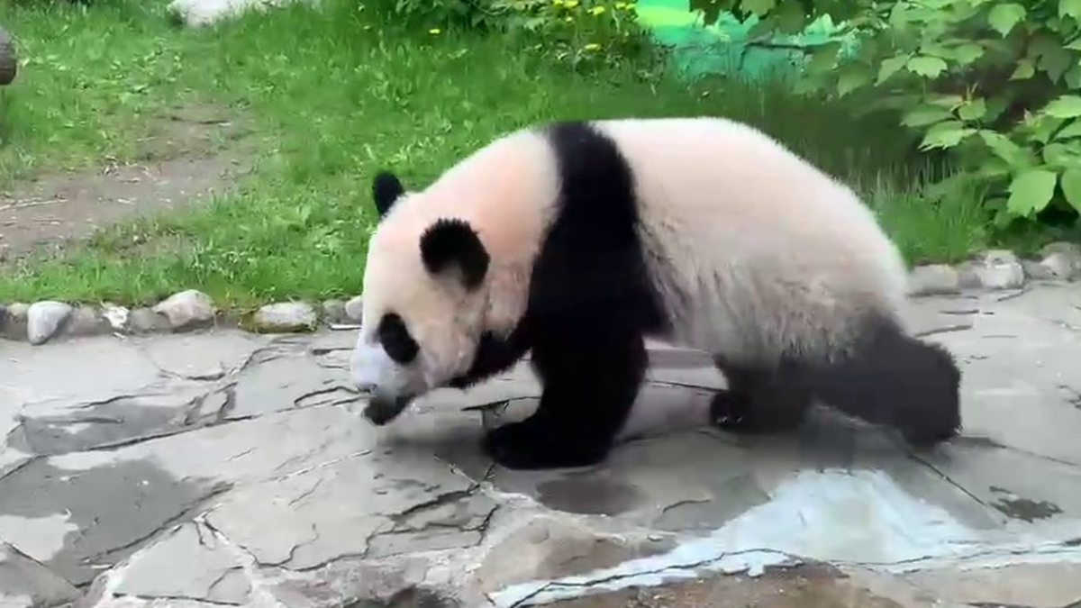 «Топ-топ малыш»: Московский зоопарк показал по-детски марширующую панду Катюшу