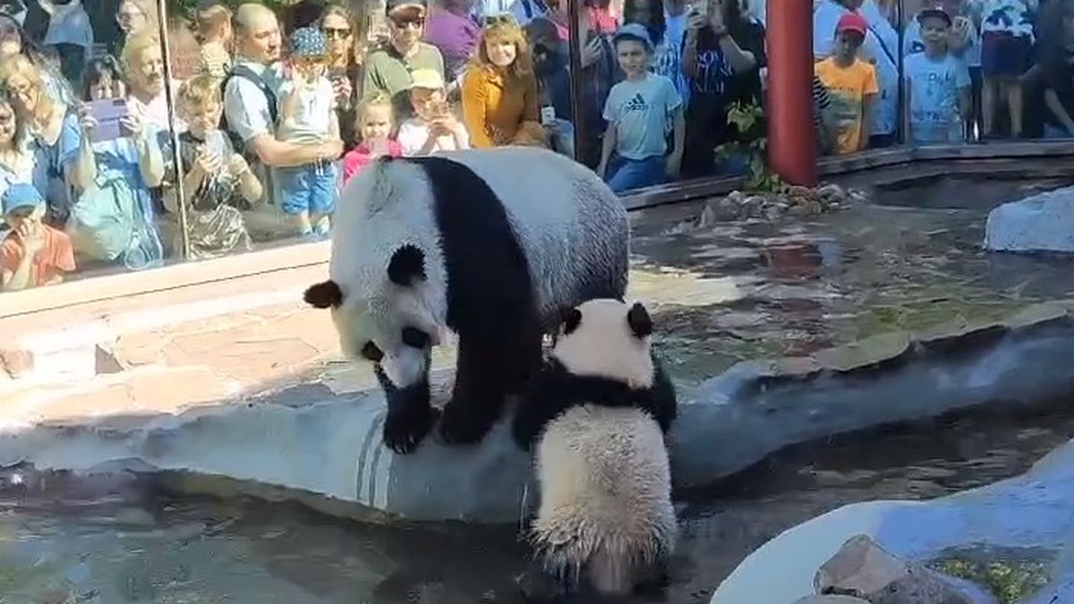 «На улице тепло»: Московский зоопарк показал плавающую в бассейне панду Катюшу