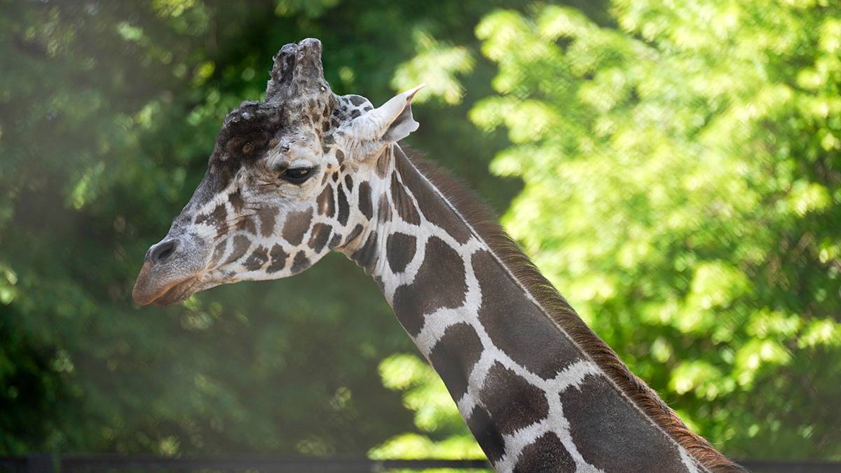 Московский зоопарк показал одно из последних видео с жирафом Самсоном