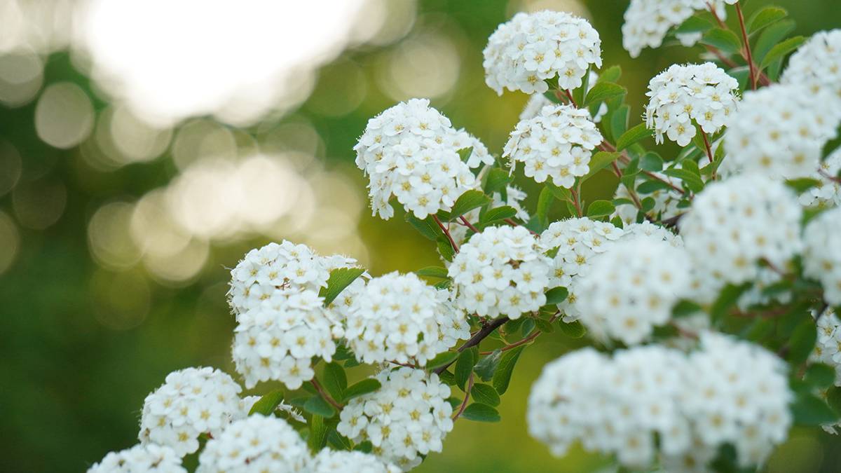 The forecaster told Tishkovets when the “bird cherry” response will come to Moscow