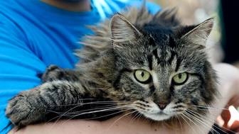 Россиянам рассказали о перспективах ужесточения госконтроля за домашними животными