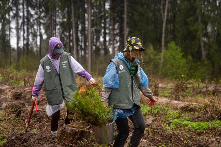 GRASS и Fix Price высадили 5000 деревьев