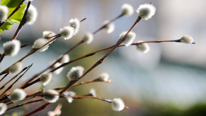 Пасхальные приметы на любовь, замужество, деньги, здоровье, удачу и погоду