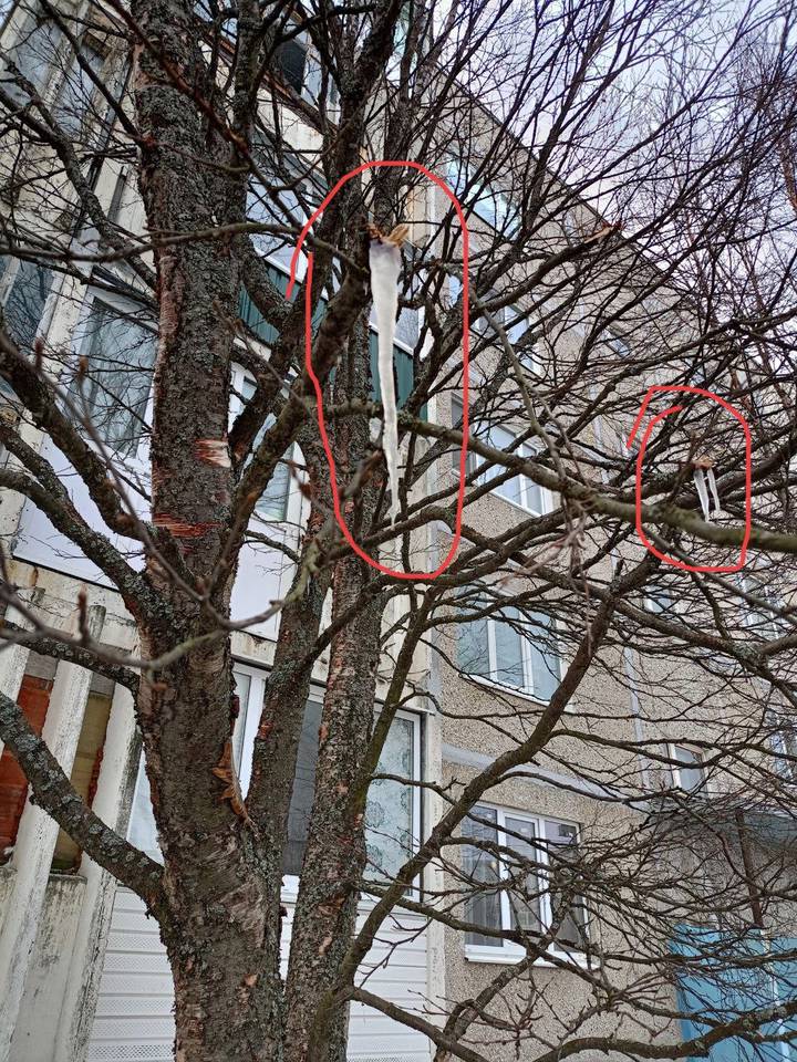 Березовый сок превратился в сосульки из-за морозов в Мурманской области