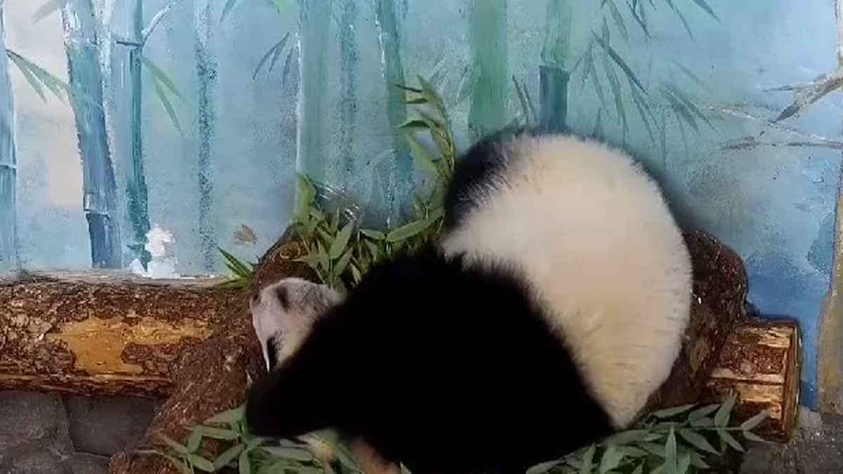 «Высшая степень»: Московский зоопарк показал, как Катюша лениво перебирает бамбук