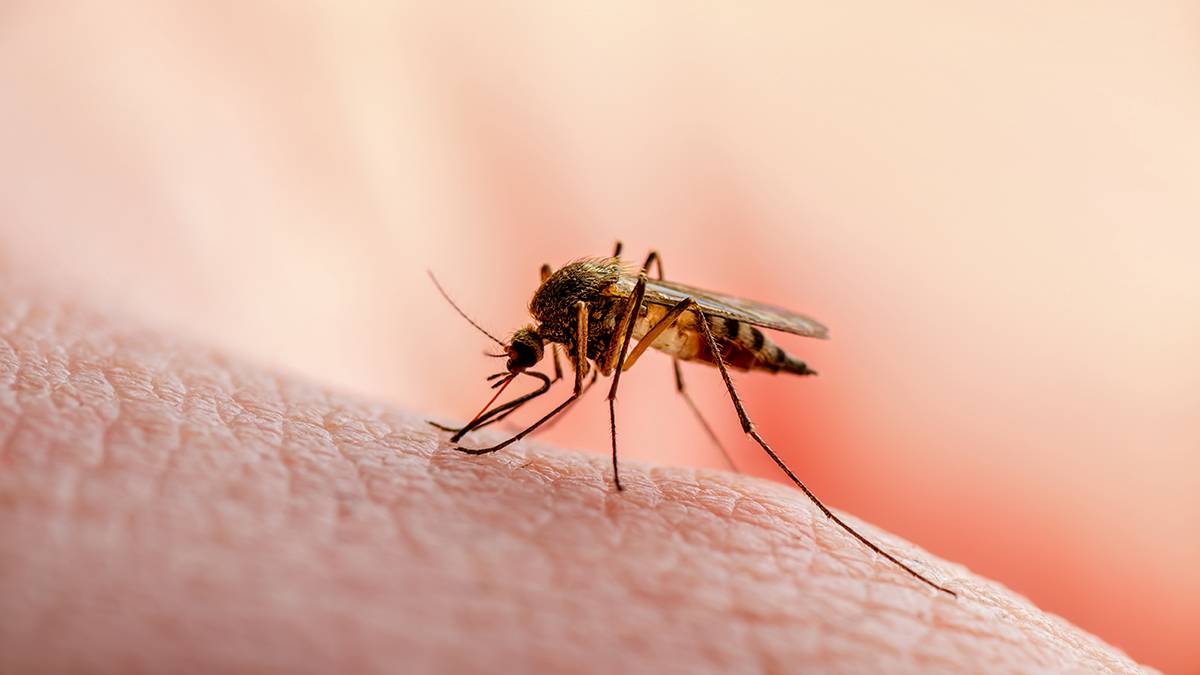 Проще, чем кажется: как защитить себя от комаров