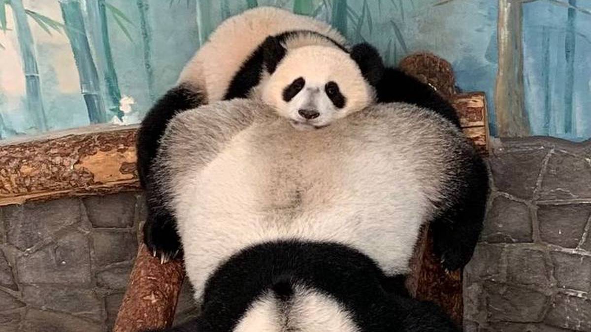 «Любовь»: Московский зоопарк показал отдыхающую на спине у мамы панду Катюшу