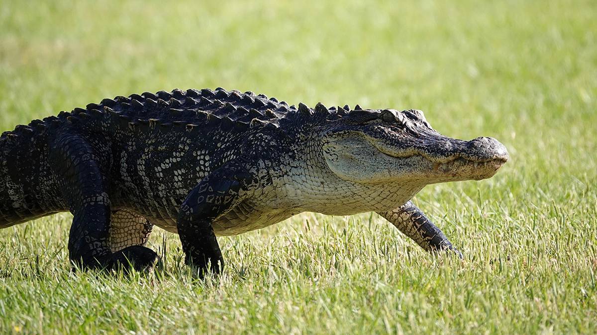 Массовое скопление аллигаторов заметили в болоте в США