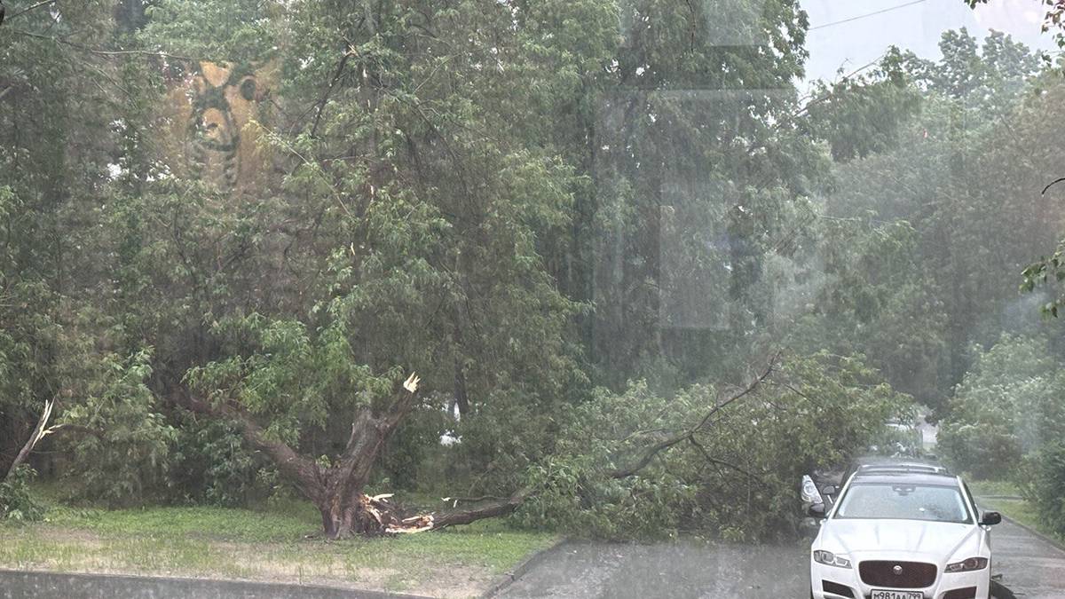 Дерево упало на человека во время шторма в Москве