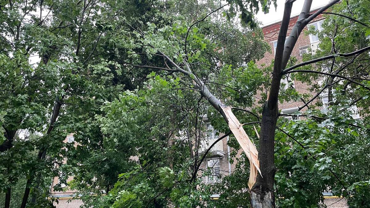 Москвич погиб после падения дерева из-за сильного ветра