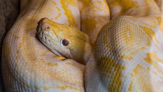 Питон весом 60 килограммов проломил потолок и упал в туалет дома в Малайзии 