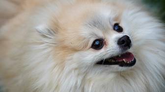 Названы самые популярные породы собак у россиян в 2025 году