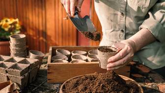 Когда сажать рассаду в 2026 году и как это правильно делать