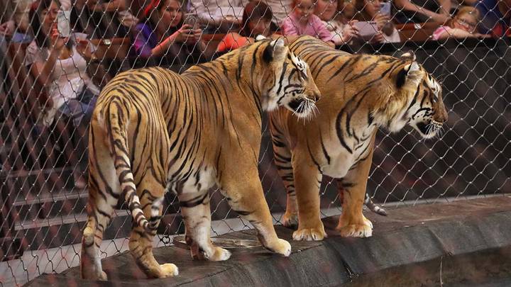 Выступление животных в цирках могут запретить в России Выступление животных в цирках могут запретить в России