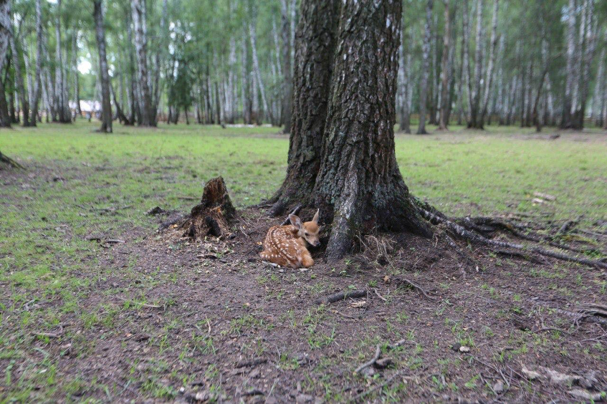 Детеныш пятнистого оленя появился в национальном парке «Лосиный остров»