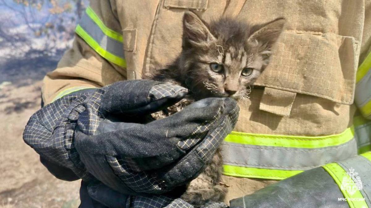 «Безусые, но спасенные»: котят вынесли из горящего здания при пожаре в Ставрополье