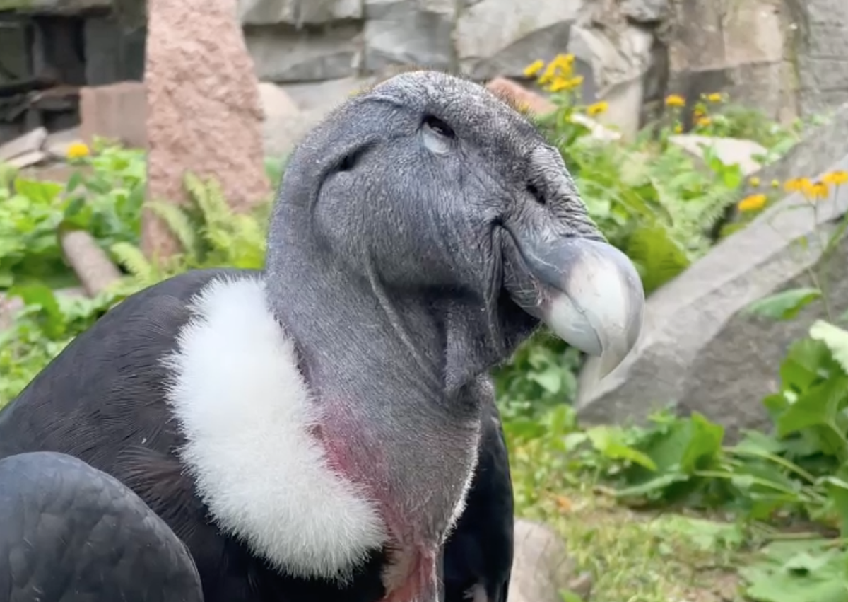 «Любит внимание»: Московский зоопарк показал кадры с андским кондором