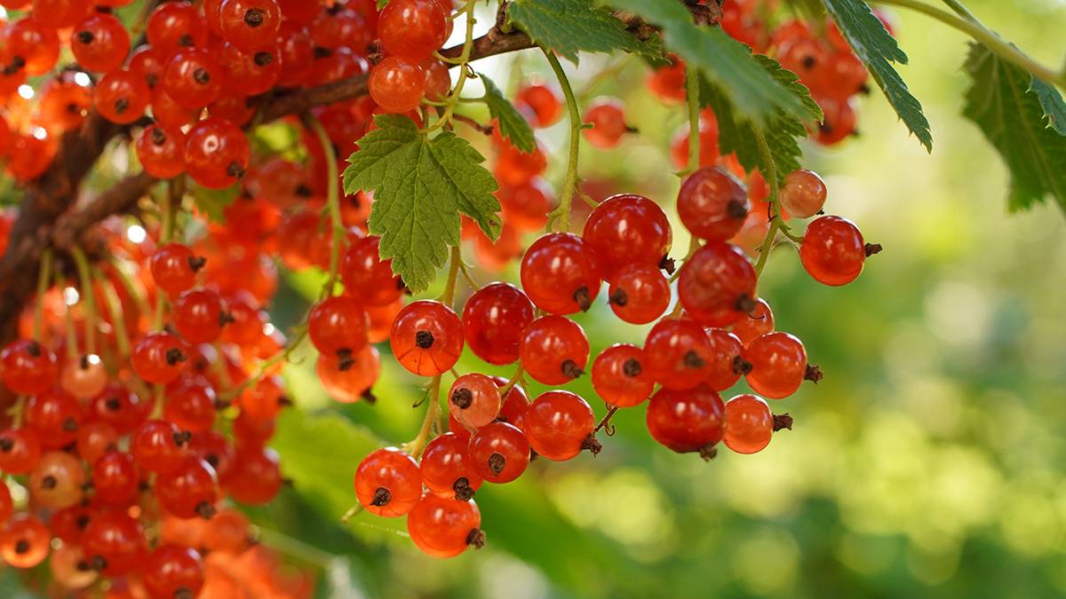 Врач Михалева рассказала, какая ягода защищает от развития онкологии