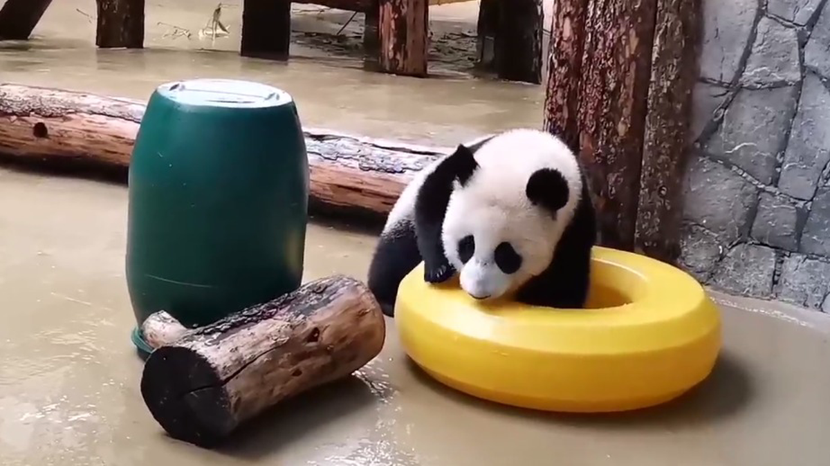 «Сколько всего!»: панда Катюша поиграла с новыми игрушками в Московском зоопарке