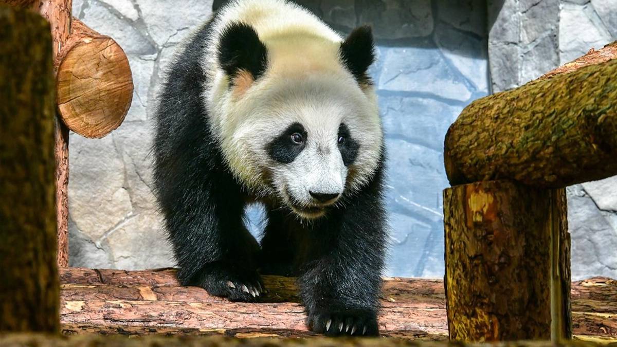 Дни рождения больших панд отметят в Московском зоопарке 