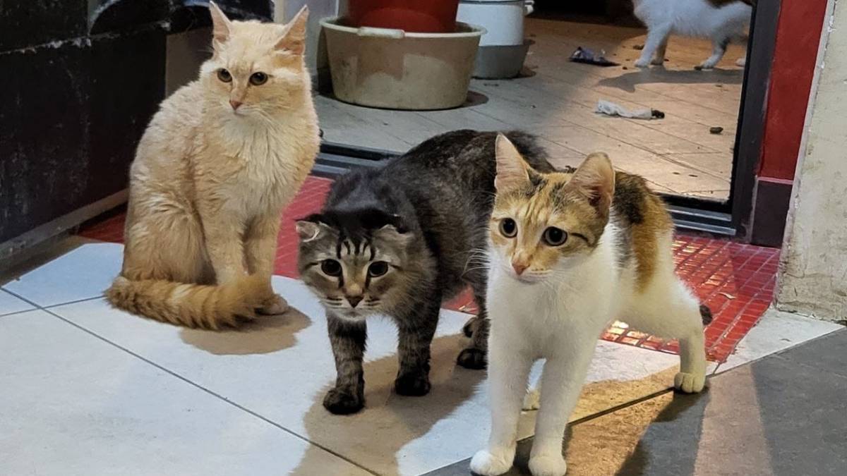 Один погиб, 16 исчезли: в истории с брошенными в Химках котами появились новые подробности