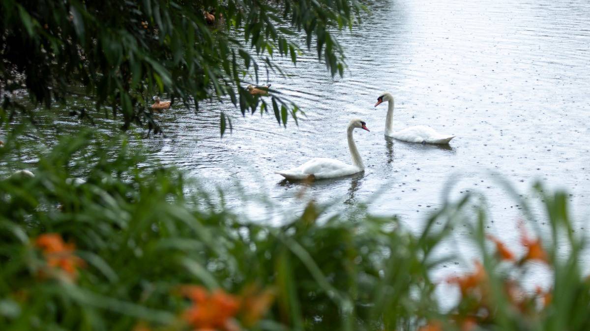 МНПЗ стал опекуном белых лебедей в Московском зоопарке