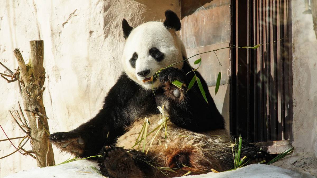 Жуи и Диндин принимают поздравления: в Московском зоопарке стартовала Неделя панд 