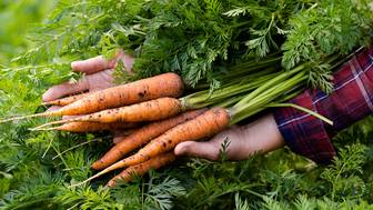 Нужно ли платить налоги при продаже собственного урожая