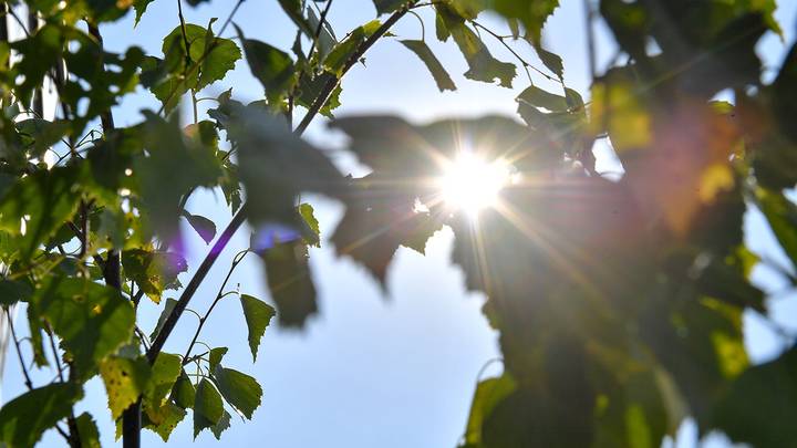 Страшные тайны «зеленого тумана»