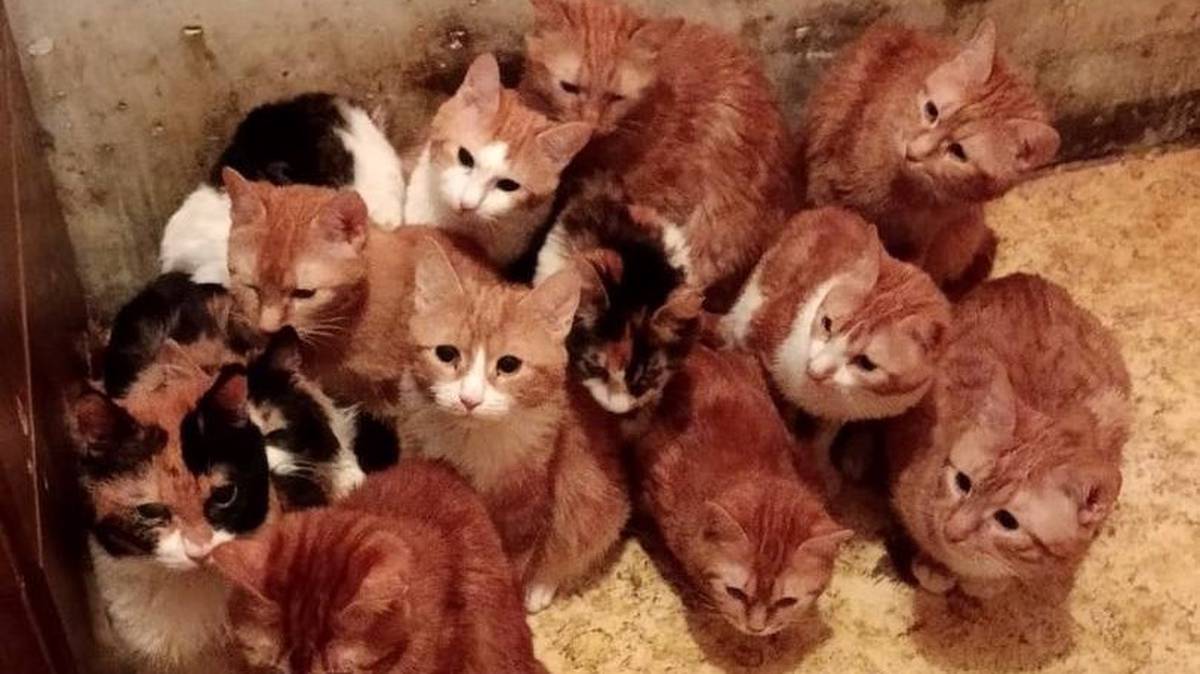 Суд выселил из квартиры в Москве 30 кошек