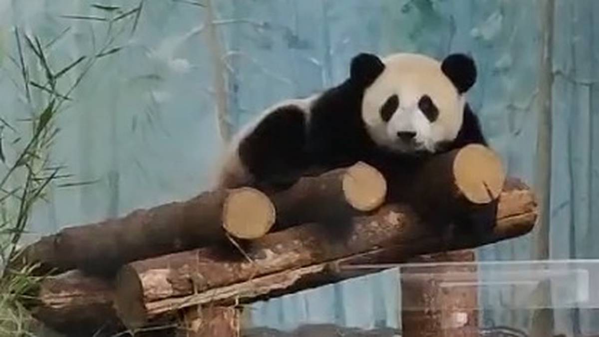 «Просыпается непоседа Катюша»: Московский зоопарк показал пробуждение панд