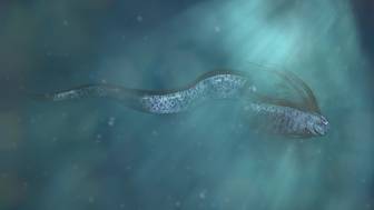 С чем связано появление «рыбы Судного дня» во Вьетнаме