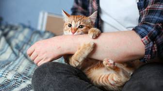 Как кошки влияют на нервную систему? 