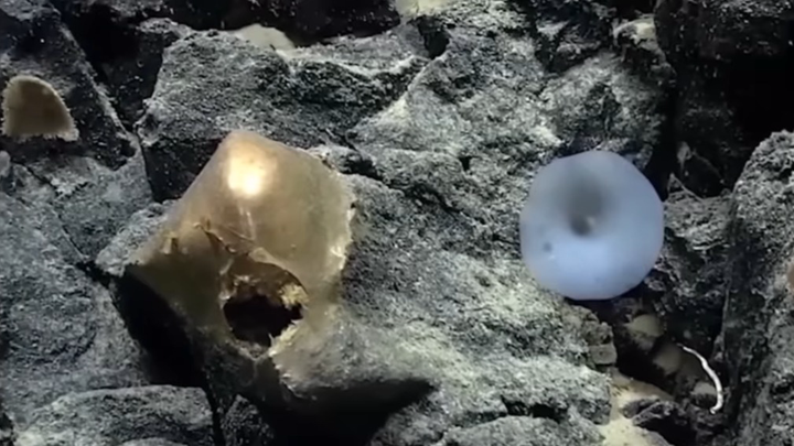 «Инопланетное происхождение»: что за золотой шар обнаружили на дне Тихого океана