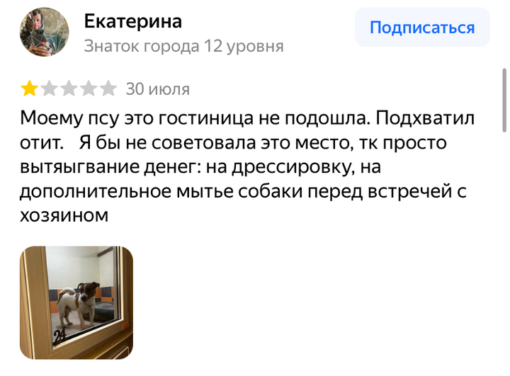Тела собак нашли в зоогостинице в Москве: что известно и что грозит