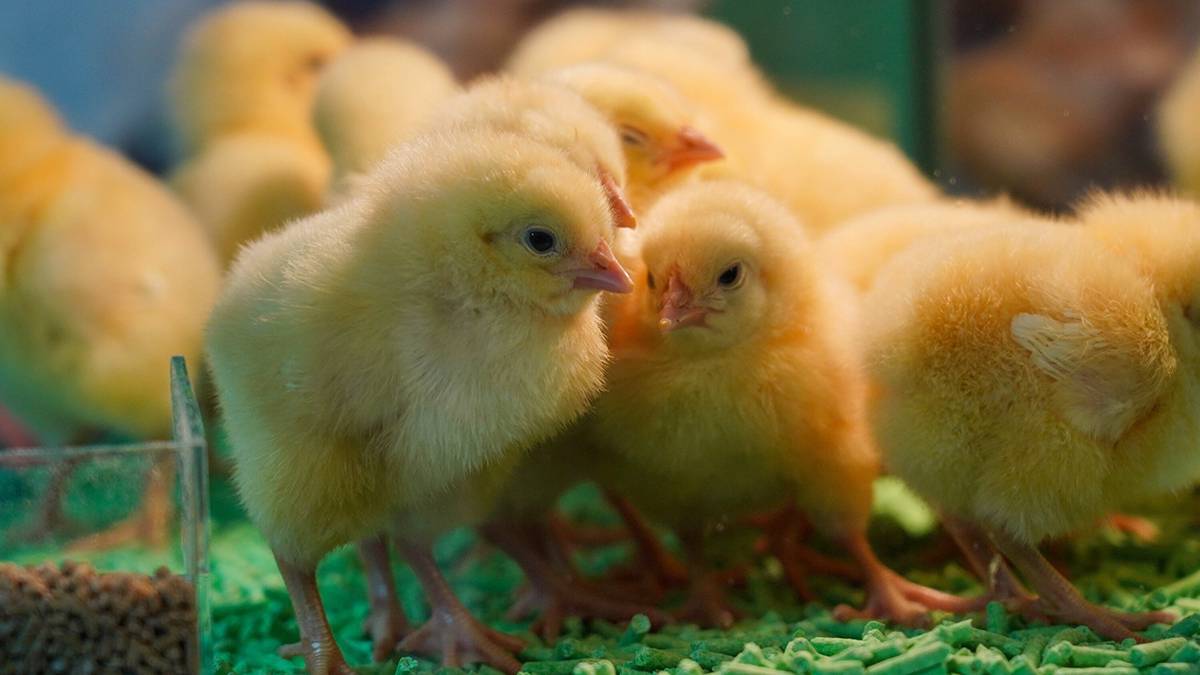 Scientists have succeeded in hatching chicks from artificial eggs for the first time