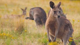 Самолет получил повреждения после столкновения с кенгуру в Австралии