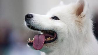 Мужчина швырнул маленькую собаку в стену в Санкт-Петербурге