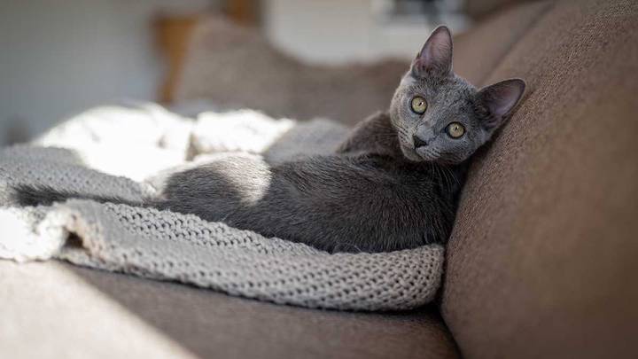 Всемирный день кошек: тест, какая вы кошка