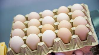 Россия вошла в десятку крупнейших производителей яиц в мире