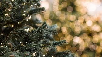 Как выбрать живую елку на Новый год и как за ней ухаживать, чтобы радовала все праздники