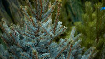 Что грозит за незаконную рубку ели и веток в лесу